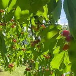 La Dolce Vita. Nel Cuore Del Friuli Venezia Giulia Mariano del Friuli