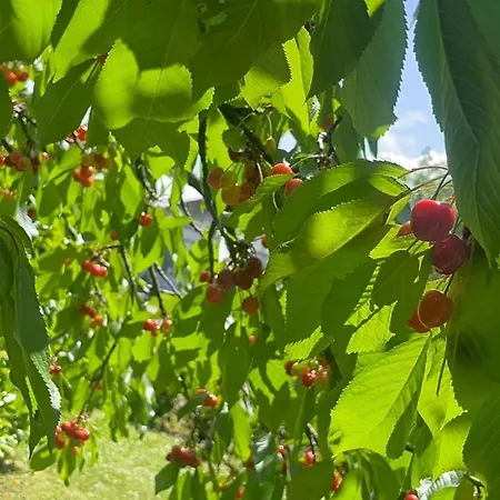 La Dolce Vita. Nel Cuore Del Friuli Venezia Giulia Mariano del Friuli